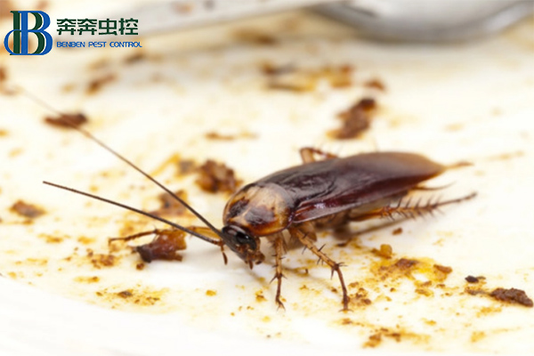 如何高效的殺滅蟑螂？