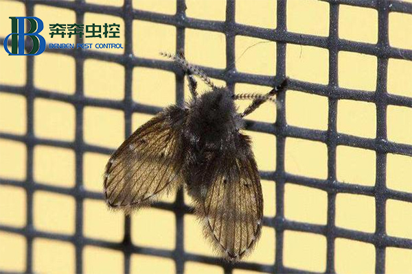 家中莫名出現(xiàn)的小飛蟲到底哪來的？