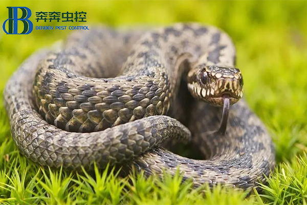 夏季蛇咬傷高發(fā)期 當(dāng)心&ldquo;蛇出沒&rdquo;