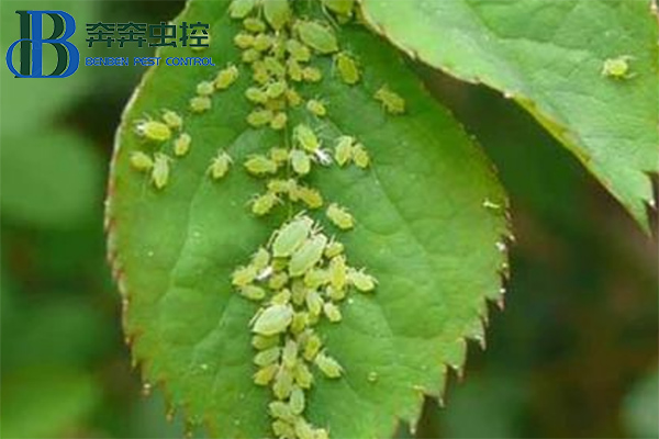 教你如何防治蚜蟲，一季無蚜蟲