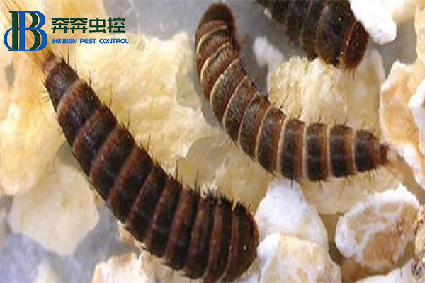 皮蠹幼蟲怎么消滅