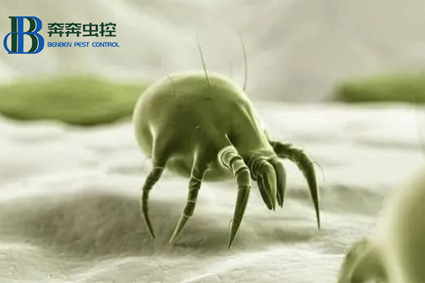 夏季螨蟲來襲，如何防治螨蟲