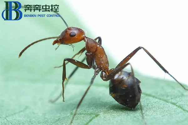 紅火蟻的危害有哪些？如何防治紅火蟻？