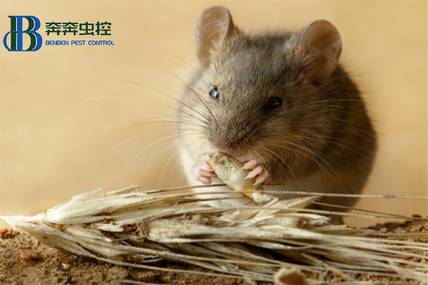 老鼠的常見(jiàn)種類防治及滅殺方法