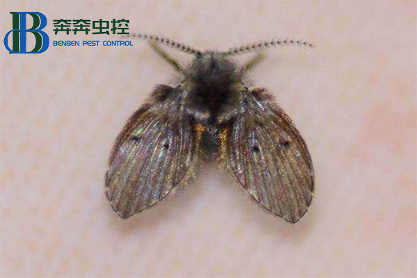 衛(wèi)生間里來(lái)了蛾蠓怎么辦？