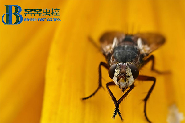 蒼蠅為什么總喜歡"搓手"？