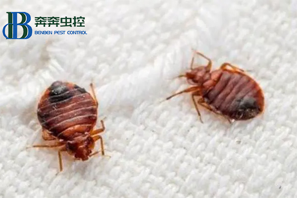 臭蟲(chóng)怎么防 被叮咬后怎么辦？