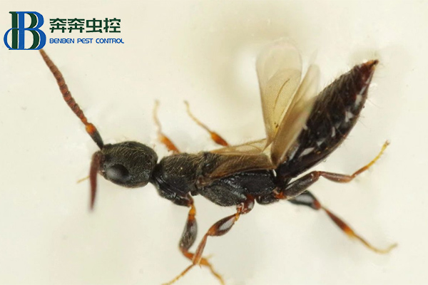 如何滅腫腿蜂？