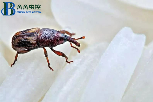 米象出沒(méi)，如何防治？