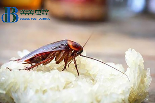 蟑螂這么強(qiáng)，怎樣才能徹底消滅蟑螂？