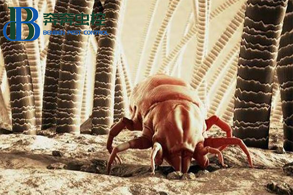 小小的螨蟲大大的危害