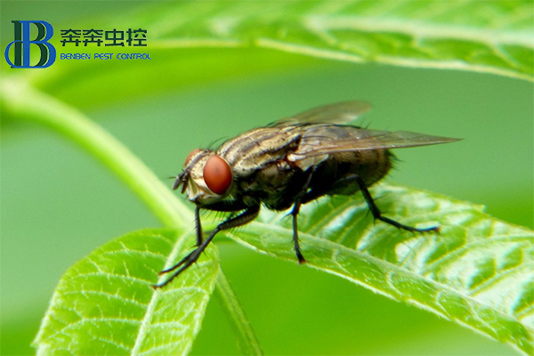 ?消滅蒼蠅，你知道有多少招嗎？