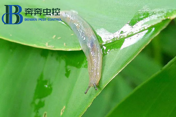 雨后蛞蝓出沒，防治有妙招！
