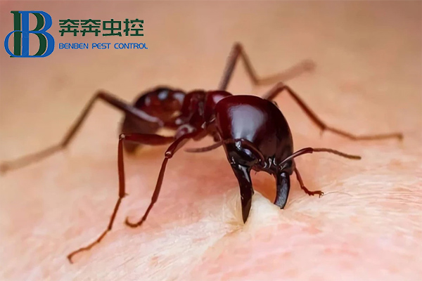 紅火蟻有多可怕？如何防治！