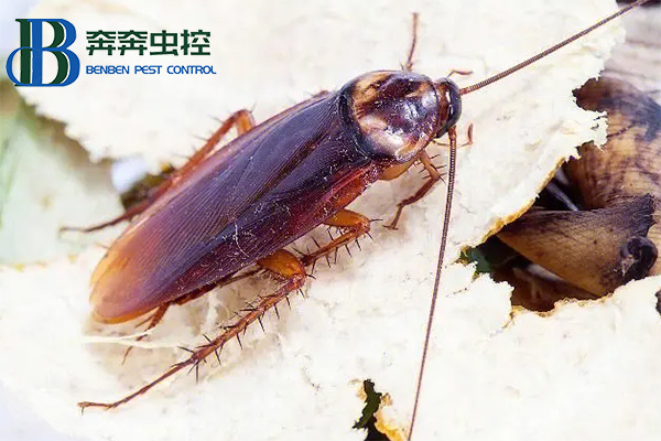 如何高效的殺滅蟑螂？