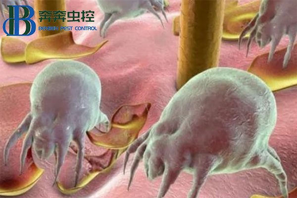 塵螨的家庭預防