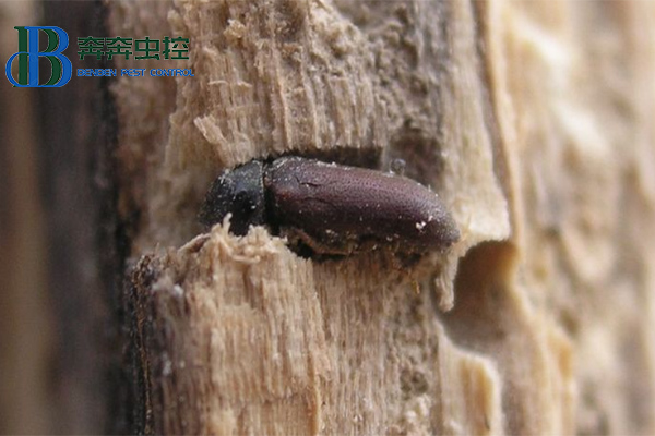 家里木材上發(fā)現(xiàn)粉蠹蟲怎么辦？