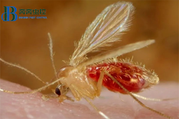 白蛉，吸血小惡魔