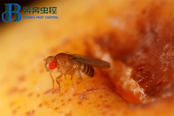 果蠅的危害與防治，果蠅怎么消滅？