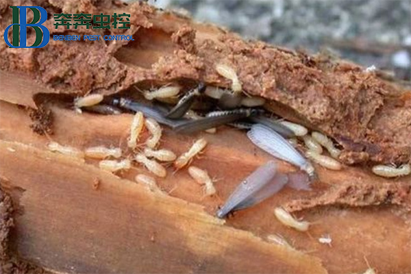 白蟻來了，如何防治？