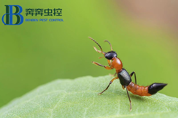 夏日蚊蟲多，小心隱翅蟲！