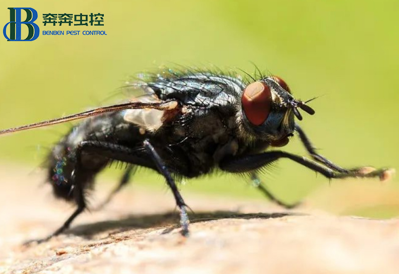 蒼蠅亂飛怎么驅(qū)趕？