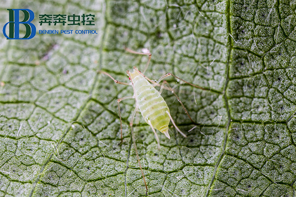 防治蚜蟲(chóng)的好辦法