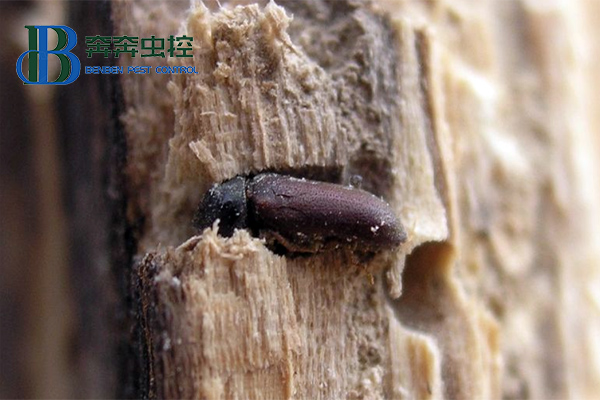 藏在木質(zhì)家具里的蟲(chóng)子是什么？