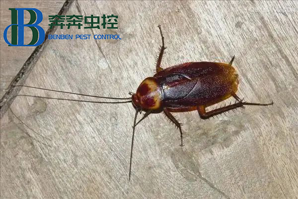 蟑螂怎么消滅最徹底