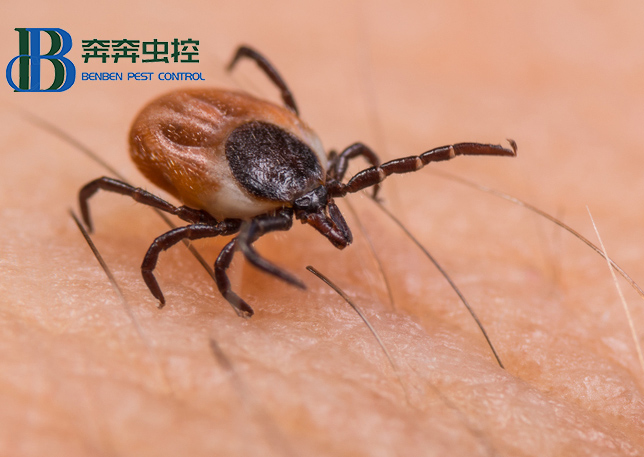 如何避免被蜱蟲(chóng)叮咬