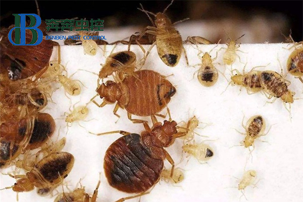 臭蟲(chóng)有哪些危害？臭蟲(chóng)怎么防制？