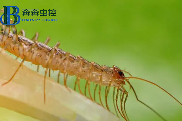 家里出現(xiàn)蚰蜒怎么去除？