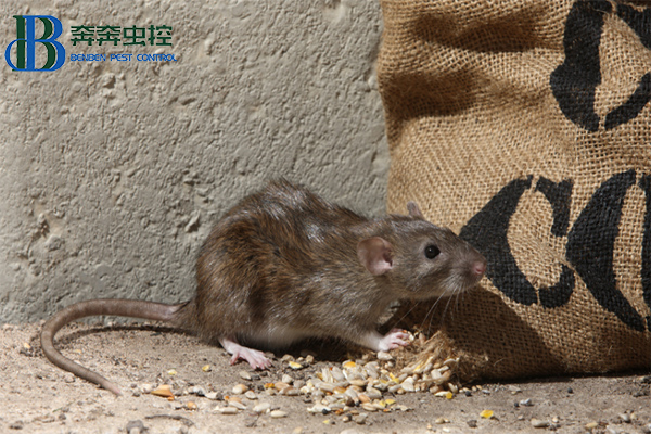 如何滅老鼠？讓上海滅鼠公司來(lái)告訴你！