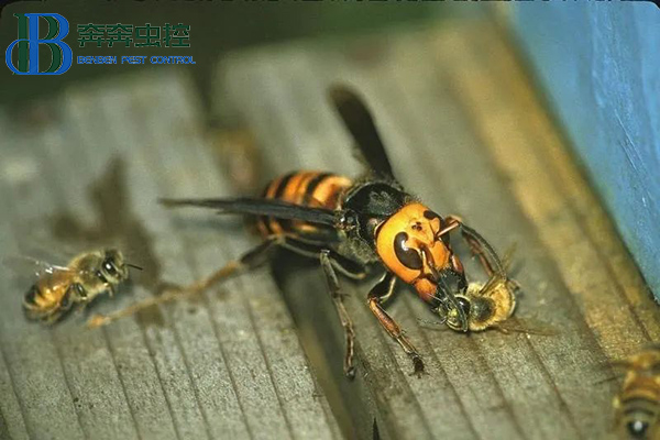 上海蟲(chóng)控公司教你如何防治胡蜂