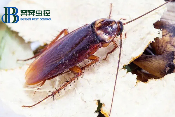 上海蟲(chóng)控公司教你如何滅蟑螂