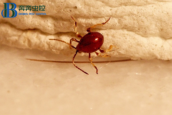 家里有蛛甲蟲應該如何防治
