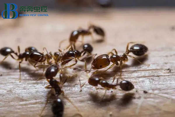 如何防治紅火蟻？讓上海滅蟲公司來告訴你！