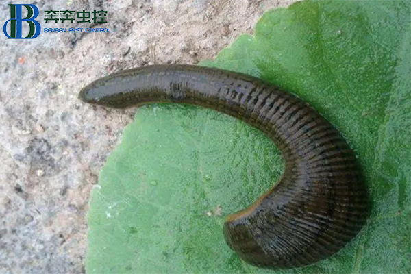 螞蟥的危害以及如何預防