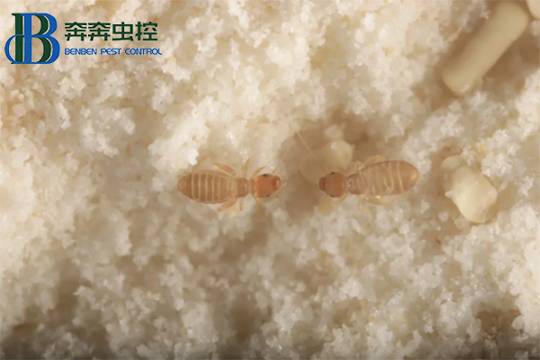 如何有效的防治書虱？