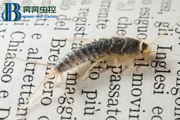 衣魚蟲是怎么滋生的？