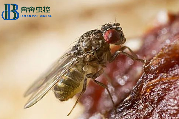 果蠅是怎么來(lái)的？怎么消滅果蠅？