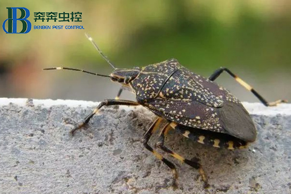 椿象有哪些危害，如何防治？