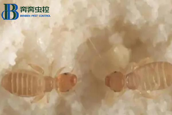 家里為什么有書虱？書虱如何治？