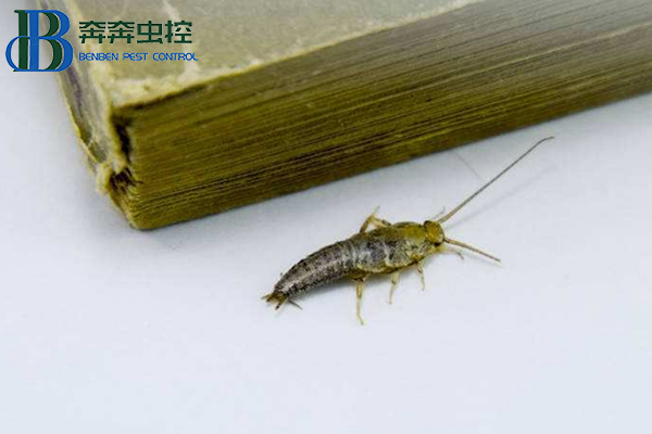 家里有衣魚蟲怎么辦？