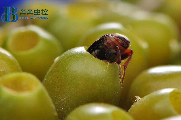 不可小覷的蟲子&mdash;&mdash;豆象