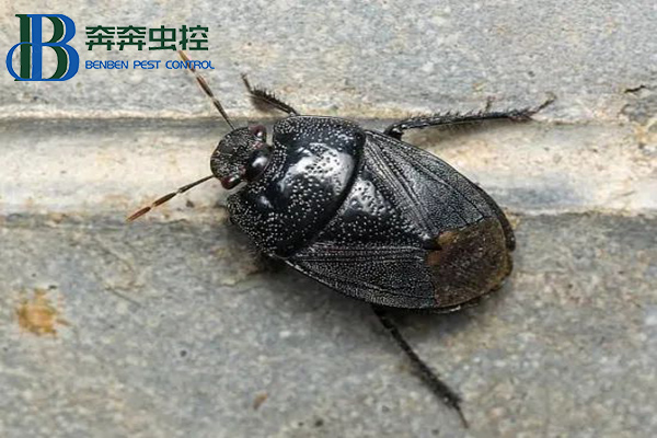 不速之客黑殼蟲，是土蝽別怕！