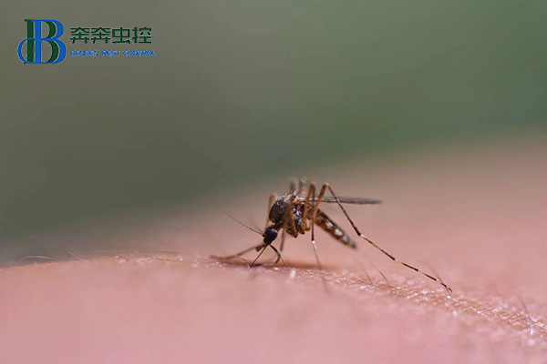 為什么秋天的蚊子咬人更狠？