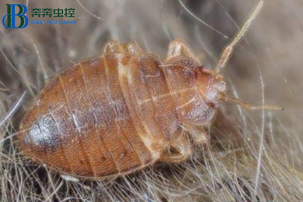 臭蟲有什么危害？如何消滅臭蟲？