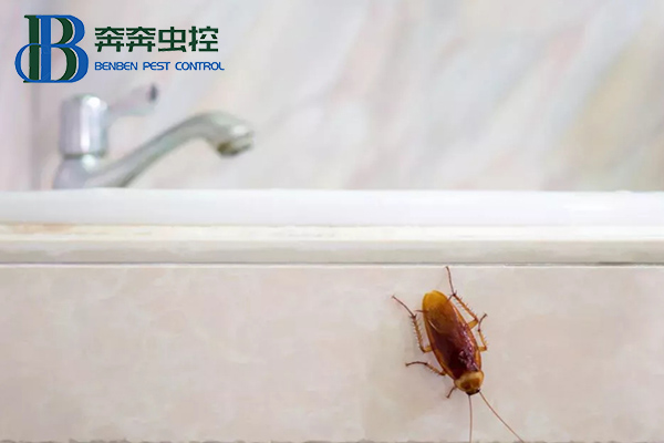 蟑螂怎么徹底消滅？讓上海蟲控公司來告訴你！