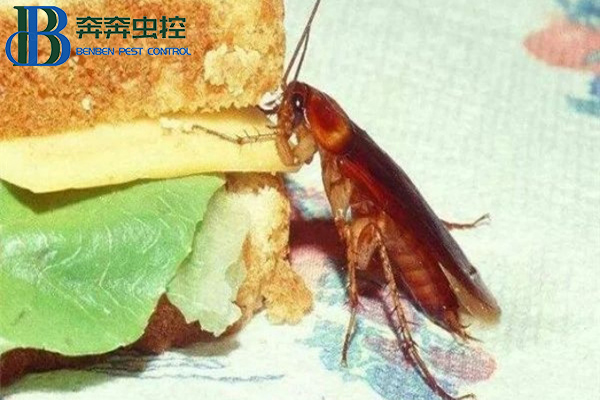 怎么防治蟑螂有效？？？